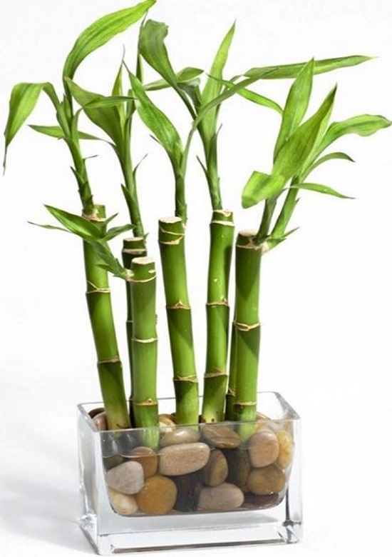 Lucky bamboo Dracaena sanderiana