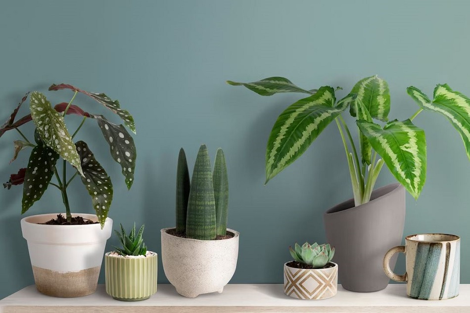 Make plants part of a color scheme